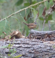 Carolina Wren